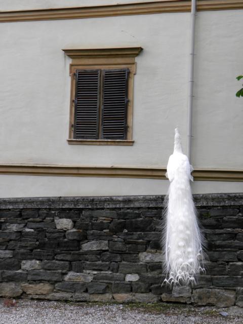 Pfau vor Schloss Eggenberg